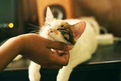 Katze_Krankenversicherung Katze wird gekrault