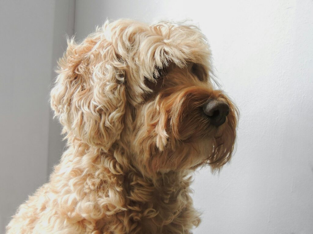 Cockapoos schaut entspannt