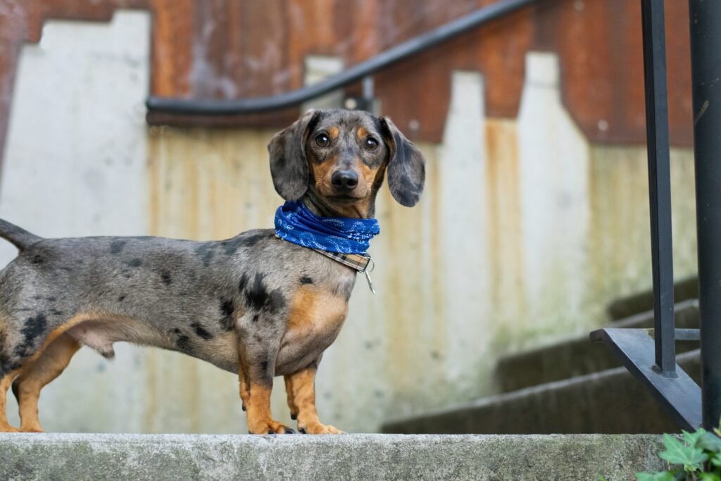 Dackel schaut freudig