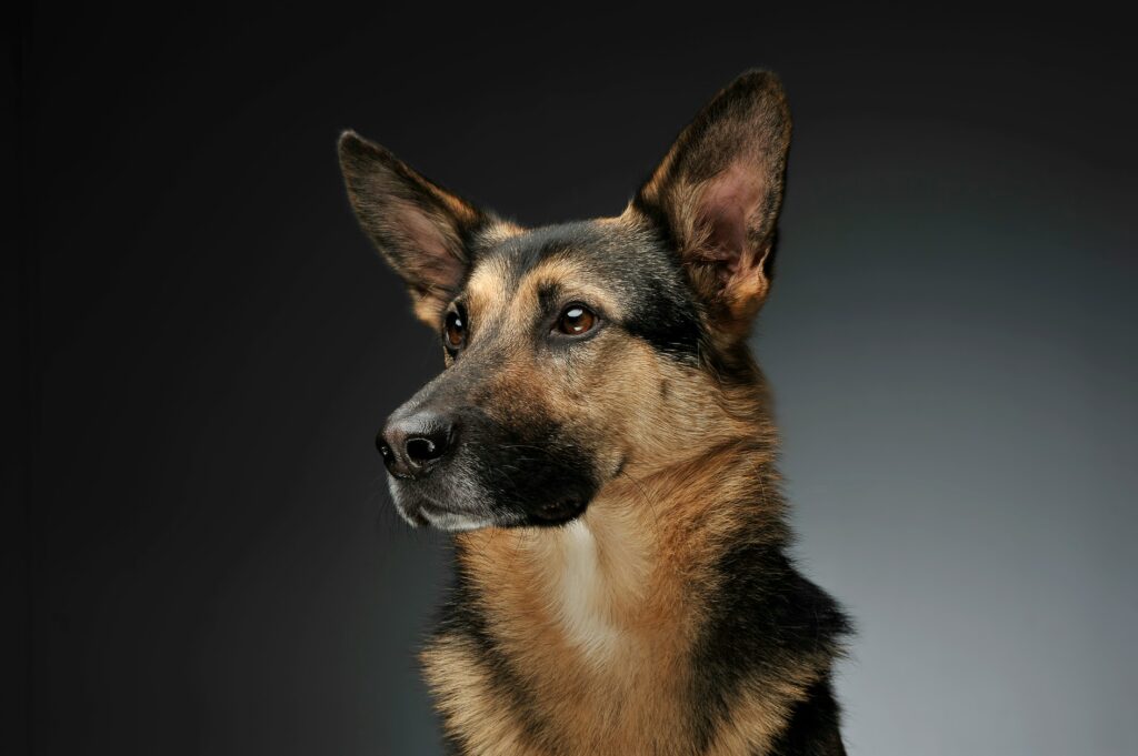 Deutscher Schäferhund