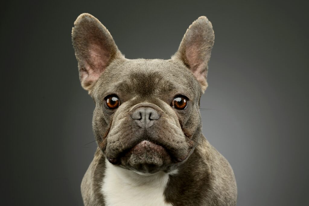 Französische Bulldogge schaut nach vorn