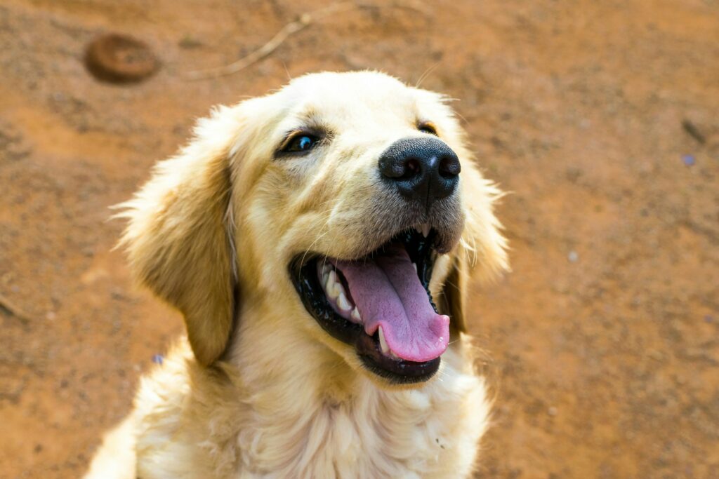 Golden Retriever lächelt