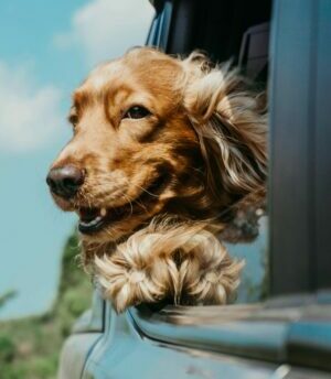 Hund schaut aus Auto