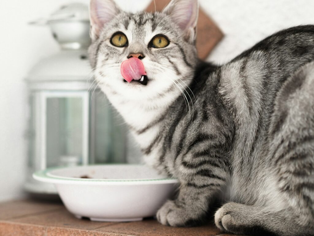 Katze schleckt mit Zunge