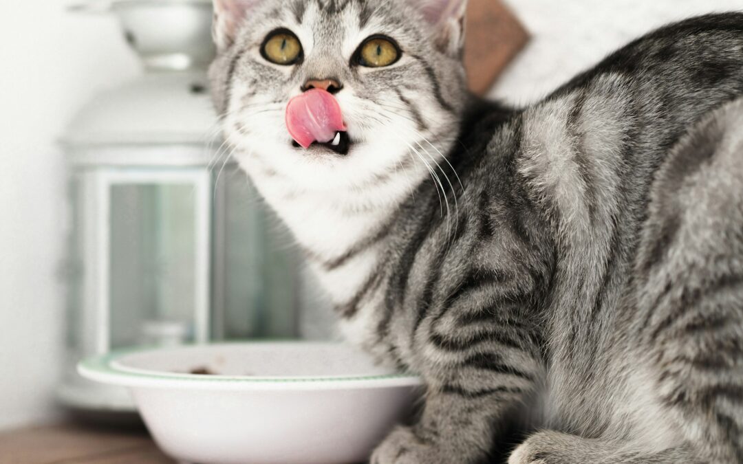 Artgerechte Katzenernährung