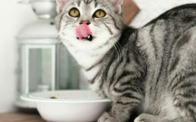 Artgerechte Katzenernährung mit hochwertigem Katzenfutter