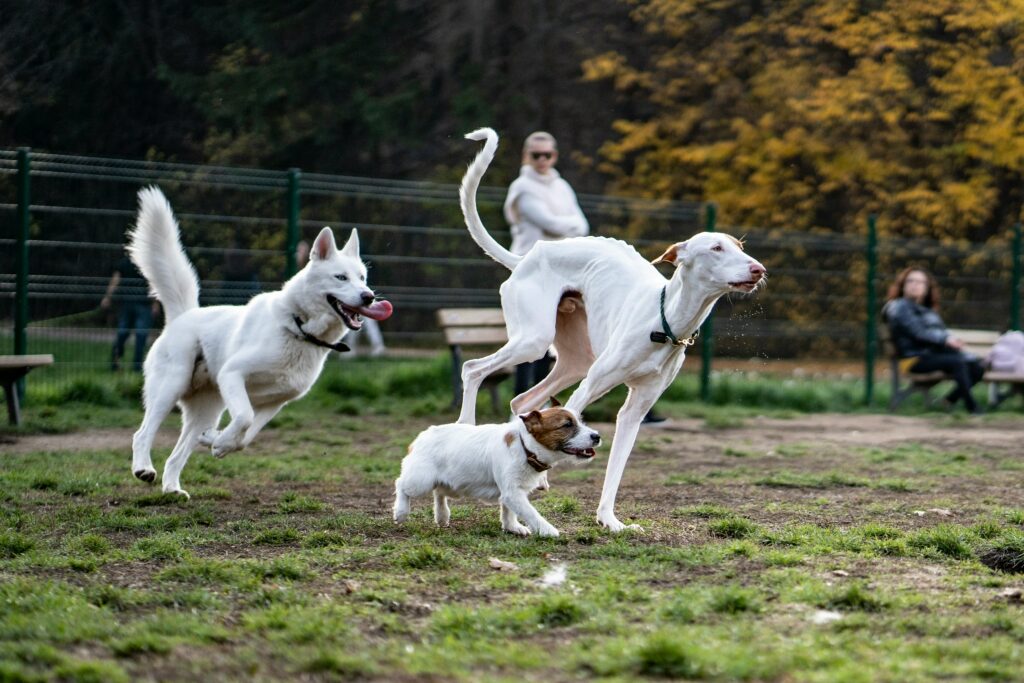 Hunde sozialisieren