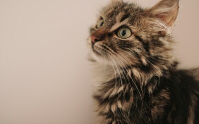Körpersprache und Verhalten deiner Katze richtig deuten