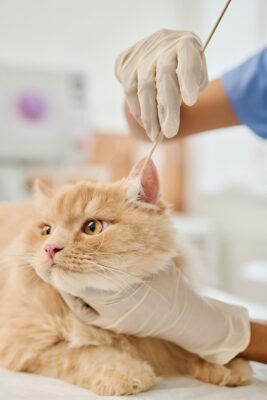 Katze bei Ohrenuntersuchung