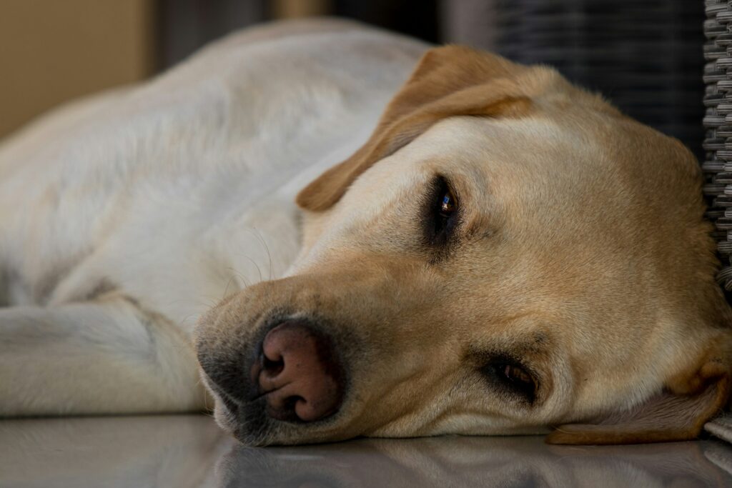 Labrador Retriever liegt entspannt