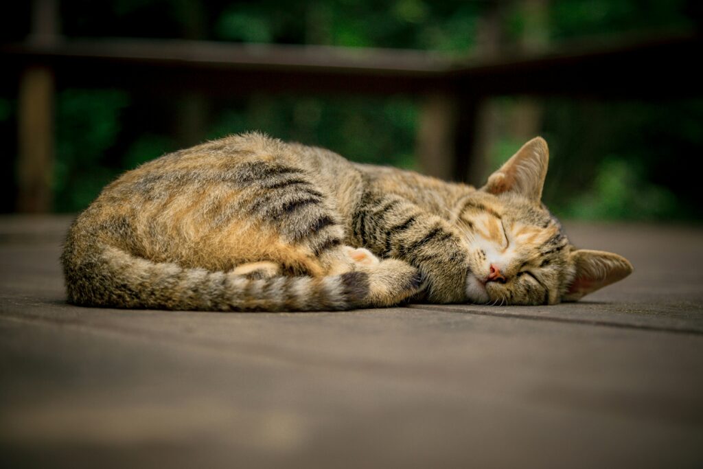 Katze hält ein Schläfchen