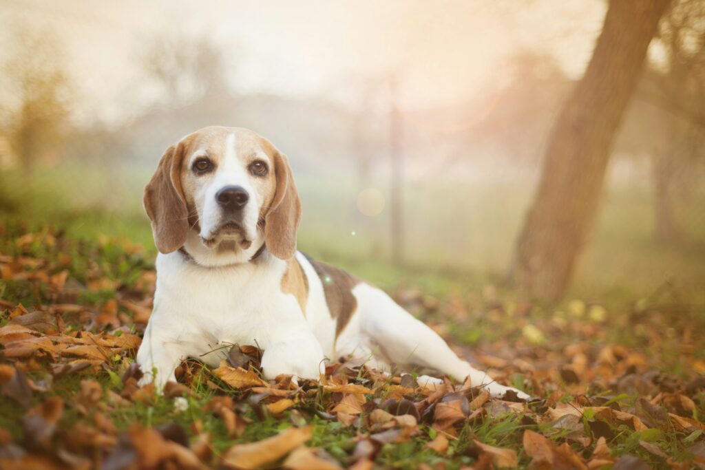 Beagle liegt entspannt auf Laub