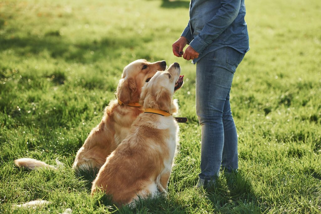 2 Golden Retriever sitzen auf Wiese