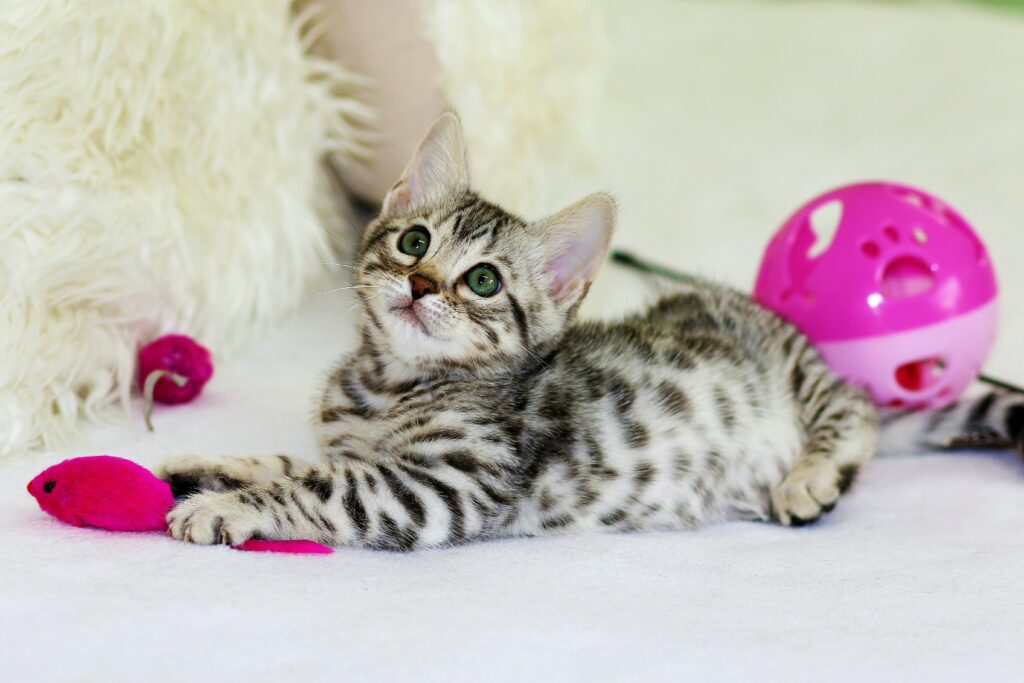 Mini Katze spielt mit Ball