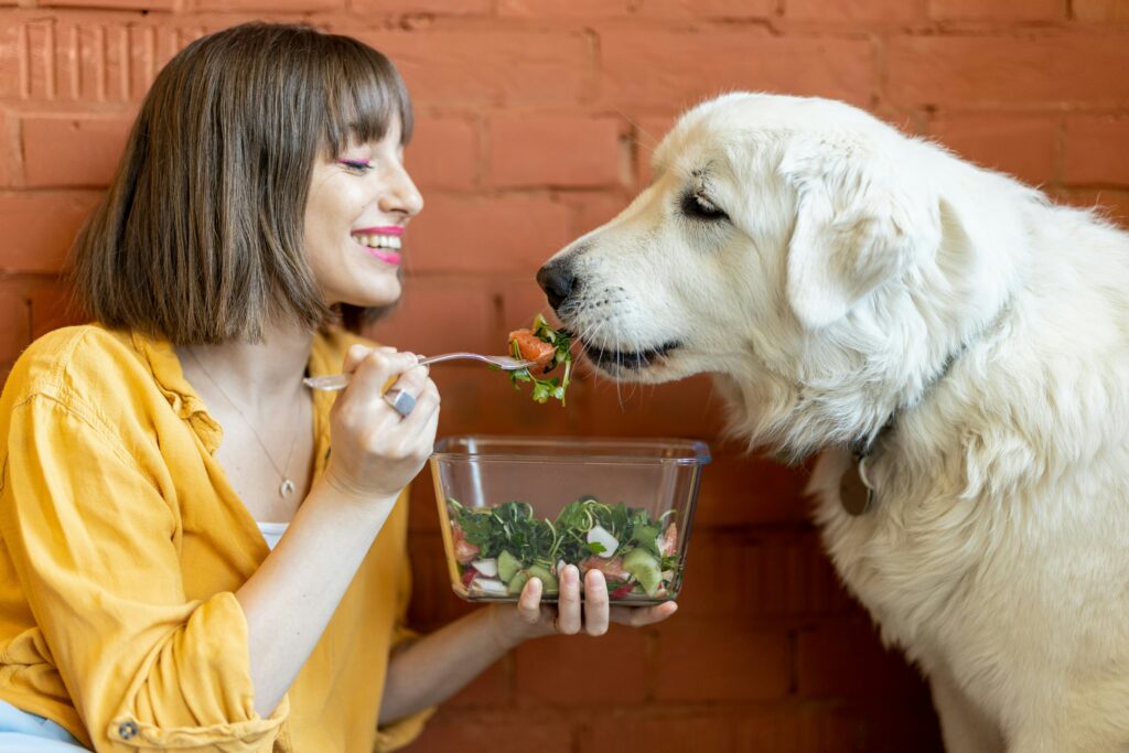 Golden Retriever wird mit Salat gefüttert